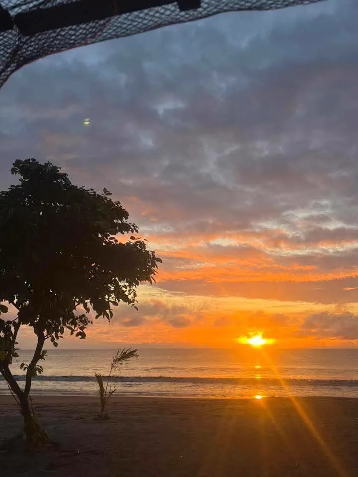 Orange sunset by the sea framed by a shoreline tree